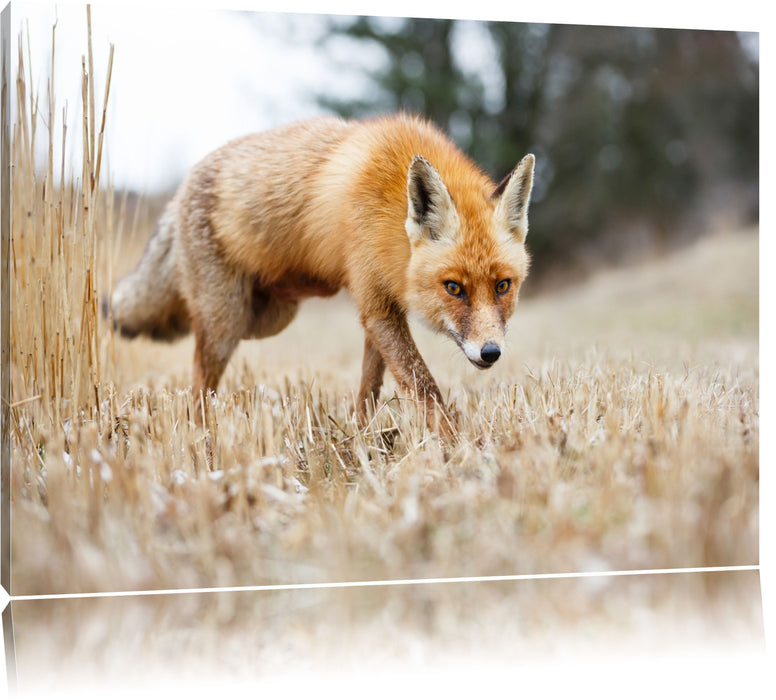 Pixxprint Schöner Fuchs, Leinwandbild