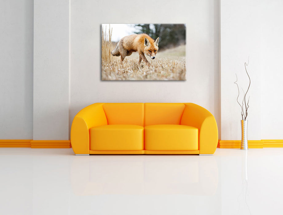 Schöner Fuchs Leinwandbild über Sofa