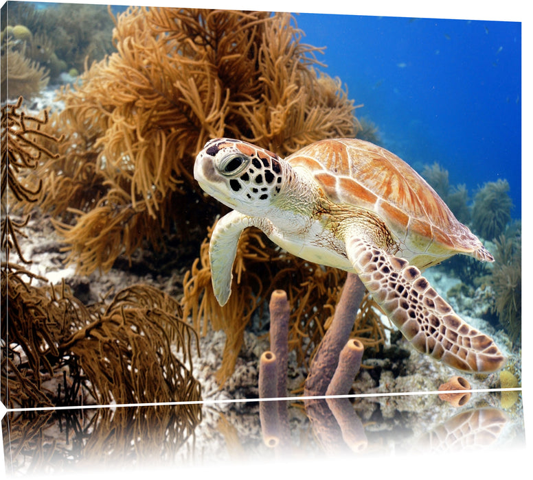 Pixxprint Meeresschildkröte, Leinwandbild