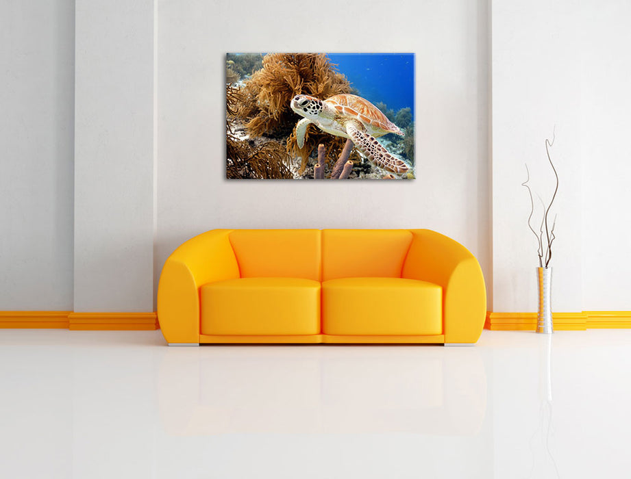 Meeresschildkröte Leinwandbild über Sofa