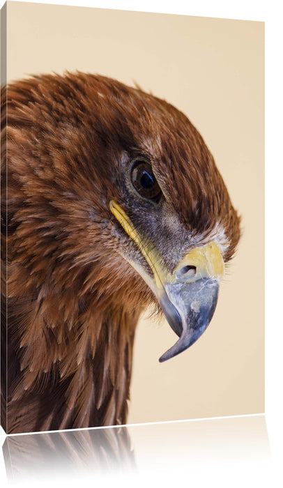 Pixxprint Adler Porträ, Leinwandbild