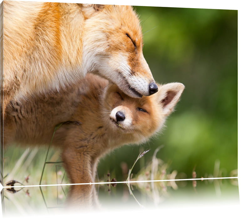 Pixxprint Kuschelnde Füchse, Leinwandbild