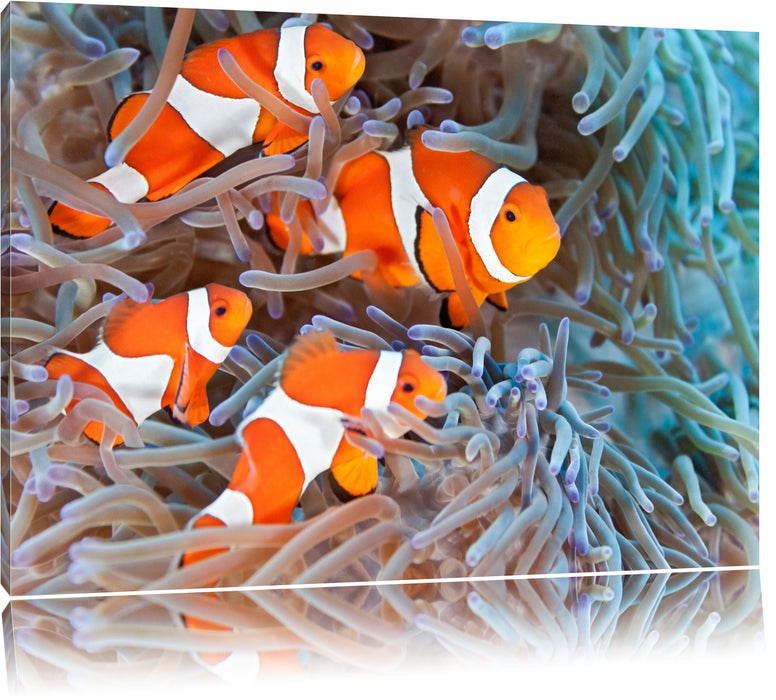 Pixxprint Clownsfische in Anemone, Leinwandbild