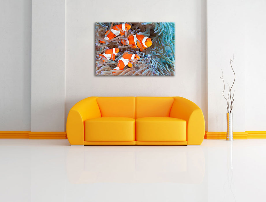 Clownsfische in Anemone Leinwandbild über Sofa