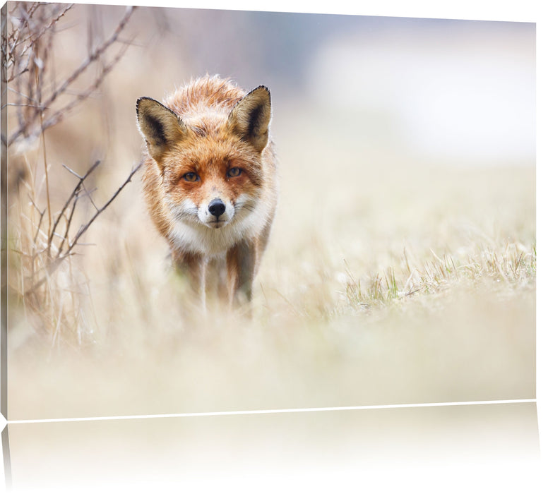 Pixxprint Schleichender fuchs, Leinwandbild
