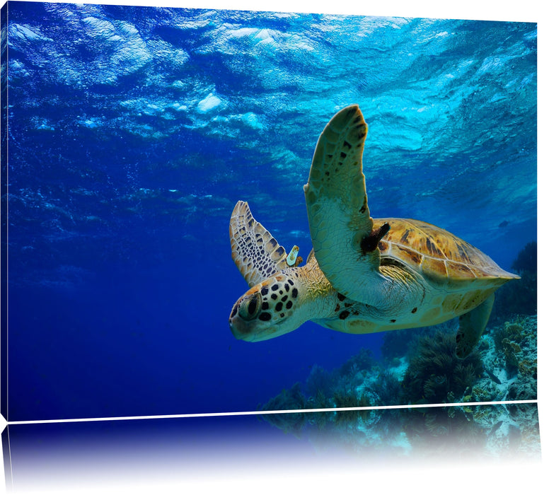 Schildkröte im Riff Leinwandbild