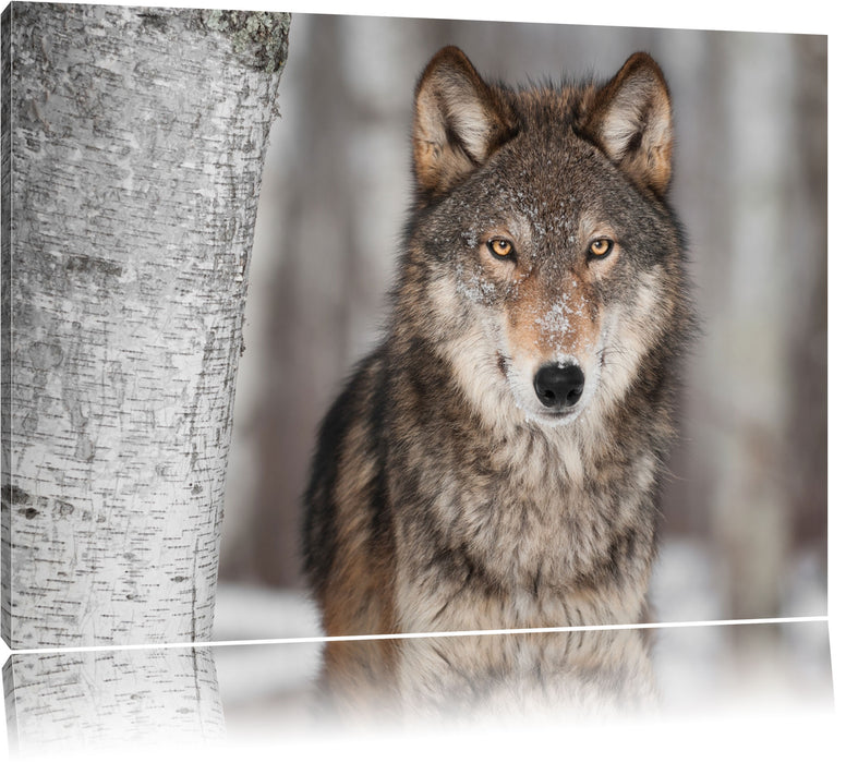Pixxprint Wilder Wolf, Leinwandbild