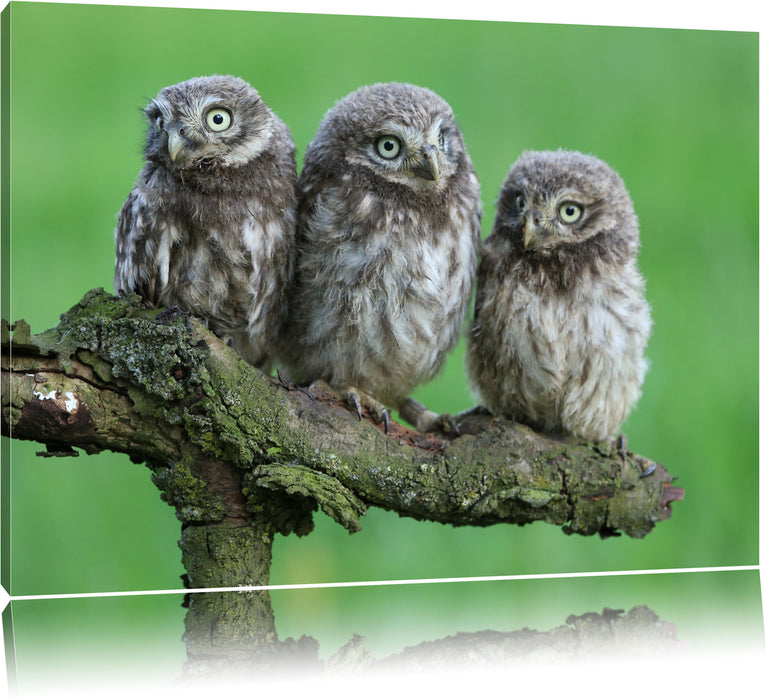 Pixxprint Drei Eulen auf Ast, Leinwandbild