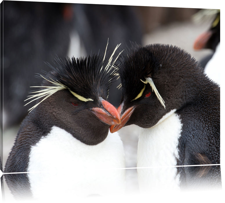 Pinguin Kuss Leinwandbild