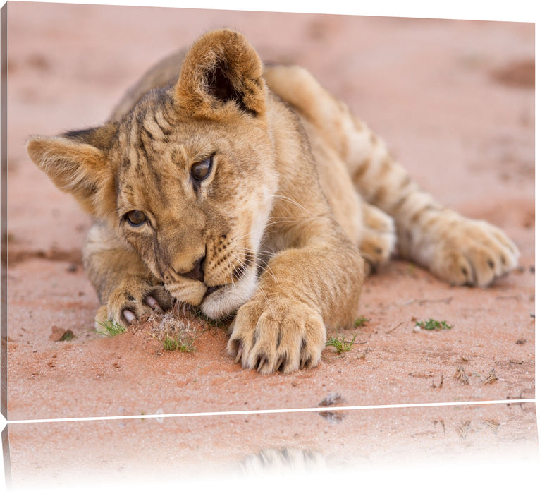 Pixxprint Löwenbaby spielt, Leinwandbild