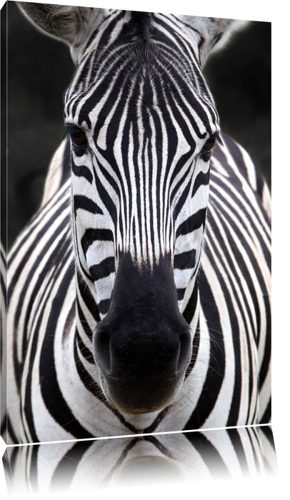 Pixxprint Zebra Porträ, Leinwandbild