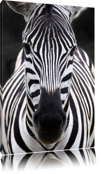 Zebra Porträ Leinwandbild