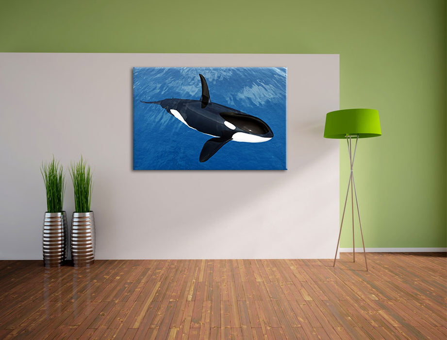 Orca im blauen Meer Leinwandbild im Flur