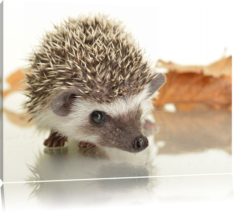 Pixxprint Süßer Igel, Leinwandbild