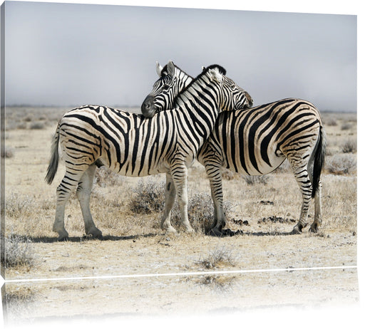 Schmusende Zebras Leinwandbild