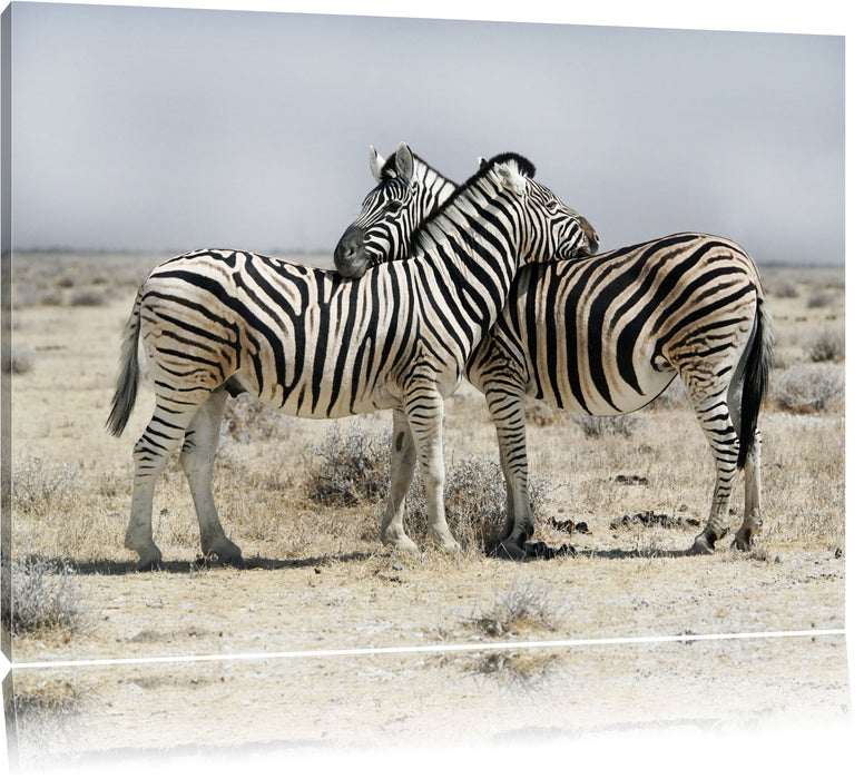 Pixxprint Schmusende Zebras, Leinwandbild