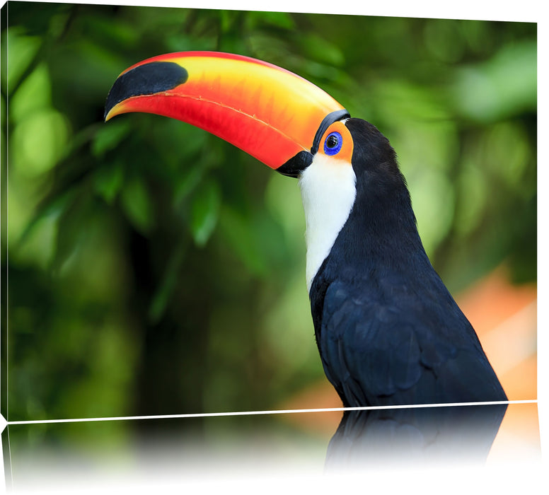 Pixxprint Bunter Tukan, Leinwandbild