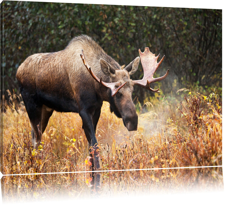 Pixxprint Großer Elch, Leinwandbild