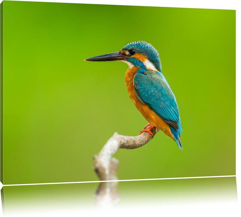 Pixxprint Kleiner Eisvogel, Leinwandbild
