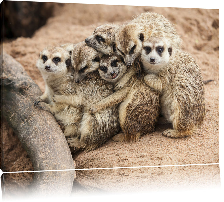 Pixxprint kuschelnde Erdmännchen, Leinwandbild