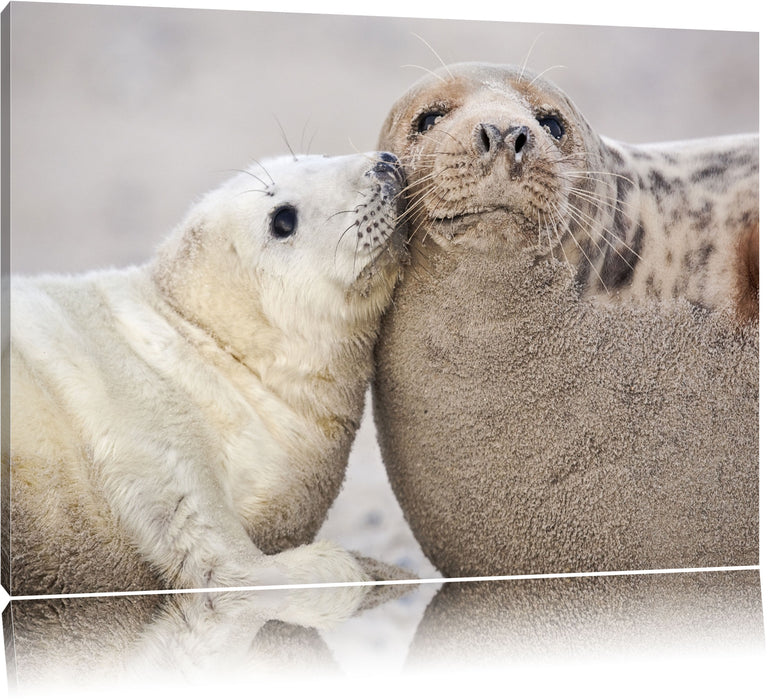 Pixxprint Schmusende Robben, Leinwandbild
