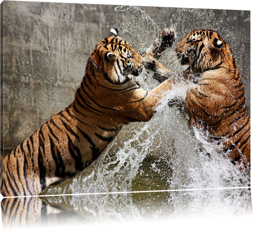 Kämpfende Tiger im Wasser Leinwandbild