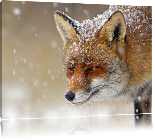 Fuchs im Schnee Leinwandbild