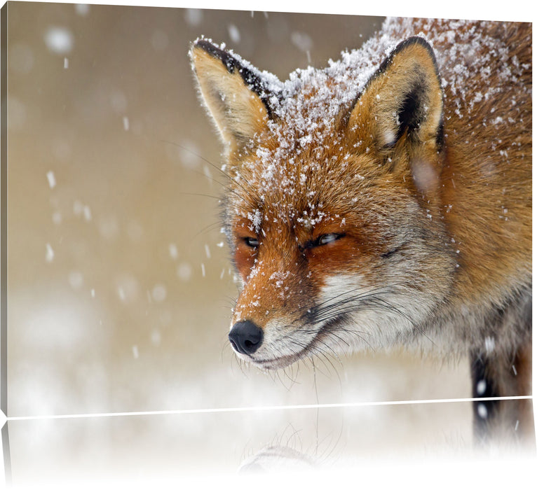 Pixxprint Fuchs im Schnee, Leinwandbild