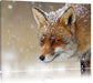 Fuchs im Schnee Leinwandbild