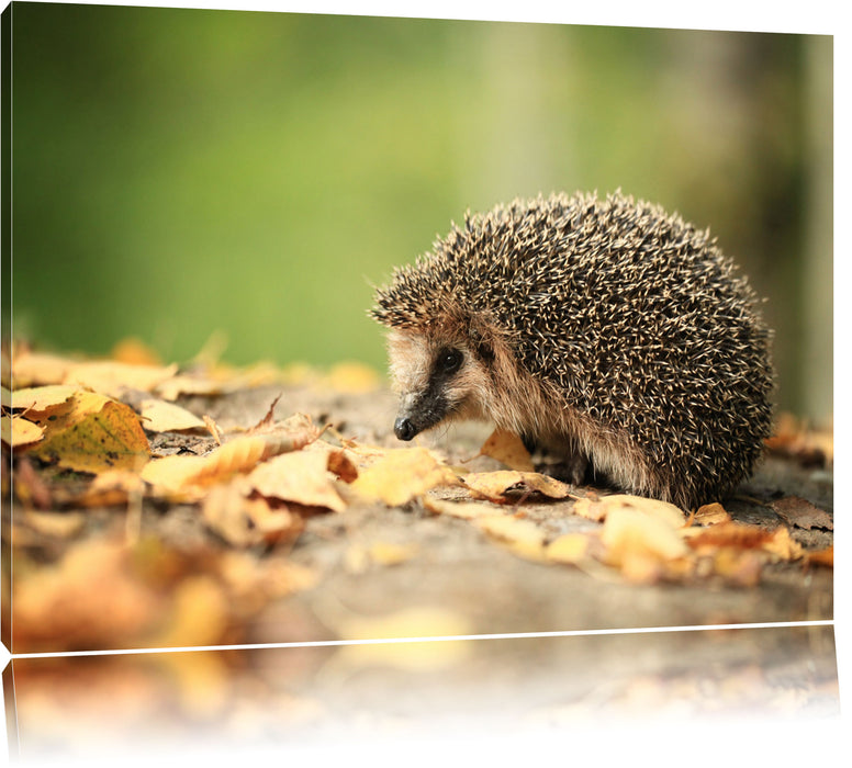 Igel im Laub Leinwandbild