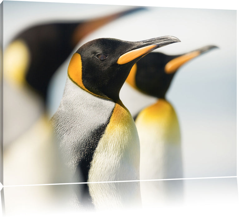 Pixxprint Pinguine, Leinwandbild