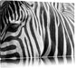 Zebra Porträ Leinwandbild