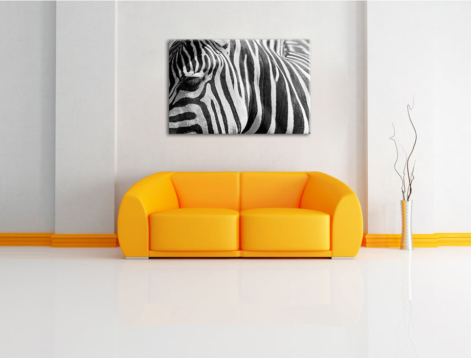 Zebra Porträ Leinwandbild über Sofa