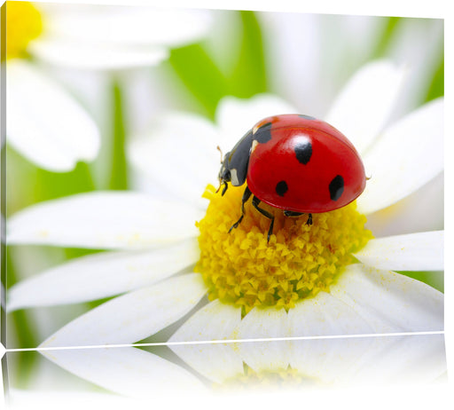 Marienkäfer auf Gänseblümchen Leinwandbild