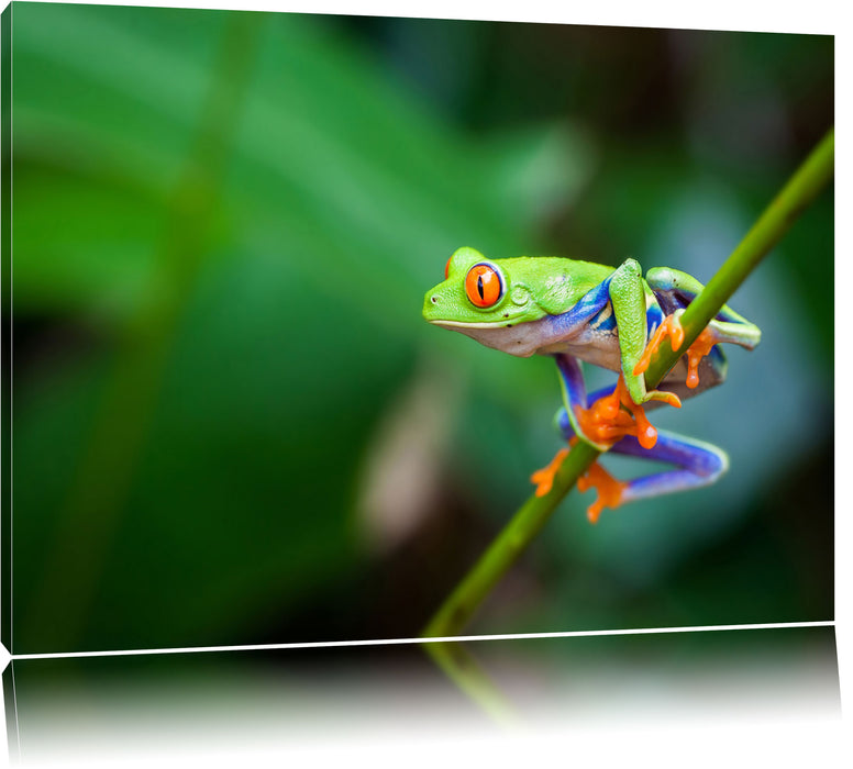 Pixxprint Grüner kleiner Frosch auf Ast, Leinwandbild