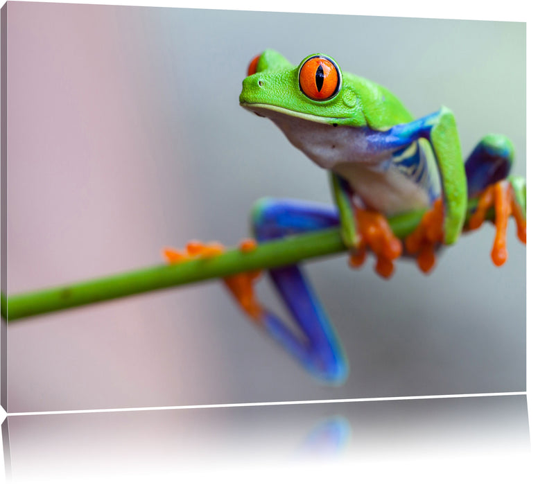 Pixxprint Grüner Frosch auf Ast, Leinwandbild