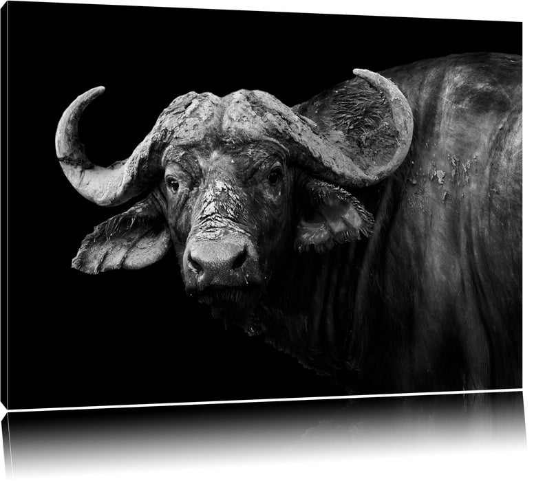 Pixxprint Dark Wasserbüffel, Leinwandbild