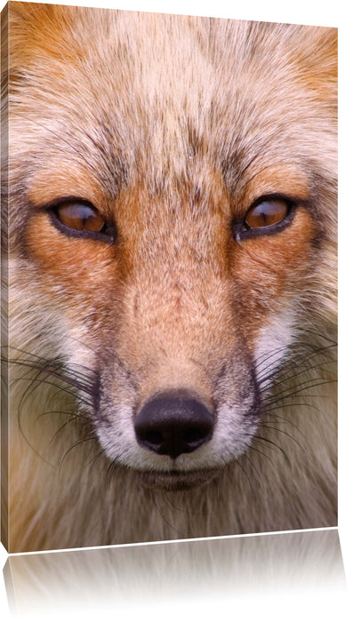 Pixxprint Fuchs Porträ, Leinwandbild
