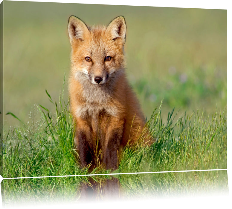 Pixxprint Kleiner Fuchs, Leinwandbild