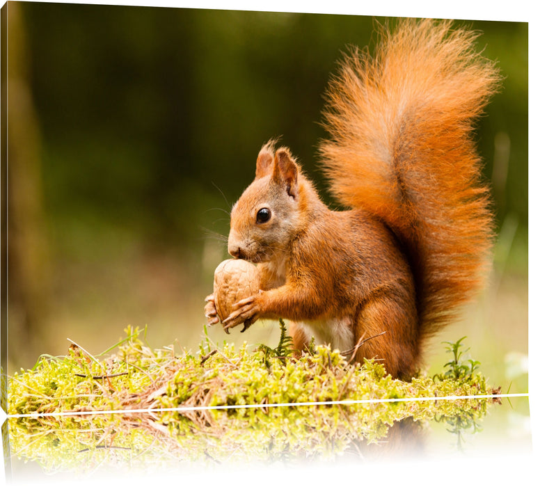 Pixxprint Eichhörnchen mit Nuss, Leinwandbild