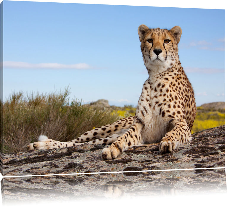 Pixxprint Gepard in Savanne, Leinwandbild