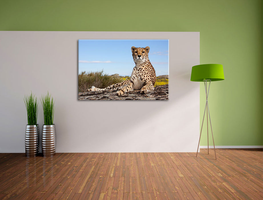 Gepard in Savanne Leinwandbild im Flur