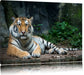 Liegender Tiger Leinwandbild