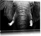 Elefant Porträ Leinwandbild