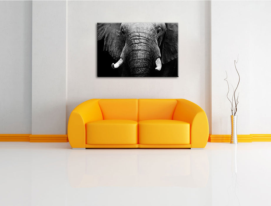 Elefant Porträ Leinwandbild über Sofa