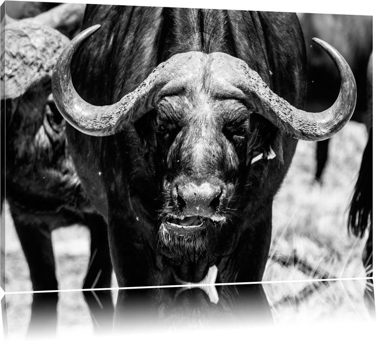 Pixxprint Wasserbüffel, Leinwandbild