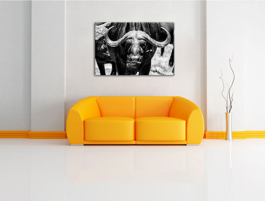 Wasserbüffel Leinwandbild über Sofa