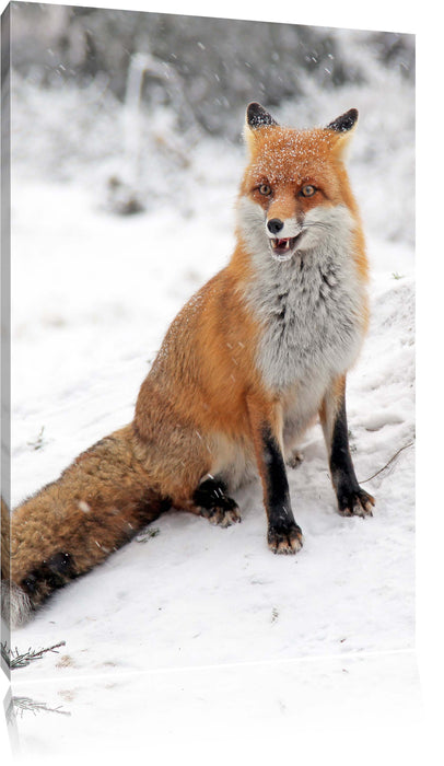 Pixxprint Fuchs im Schnee, Leinwandbild