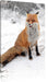 Fuchs im Schnee Leinwandbild