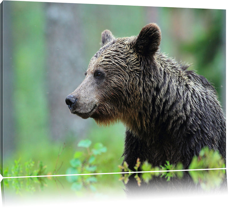 Pixxprint Kleiner Bär, Leinwandbild